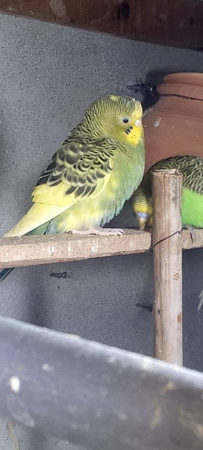 budgies pathy for sale sale sale
