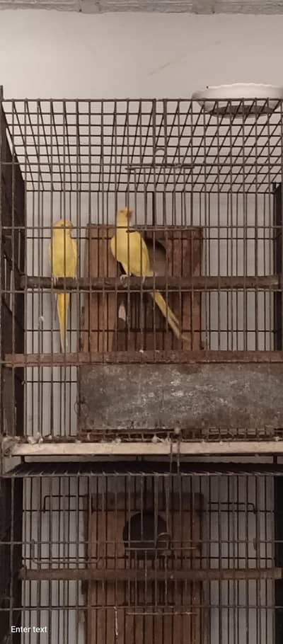 yelow ringneck 2 pairs