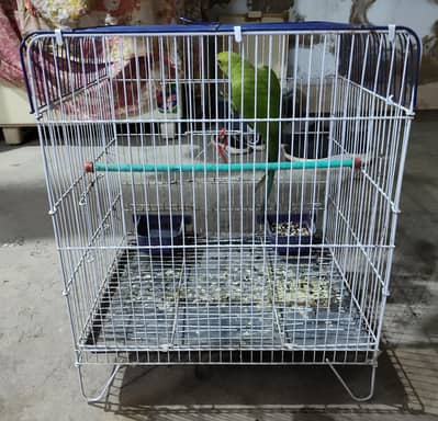 Ringneck Male With cage