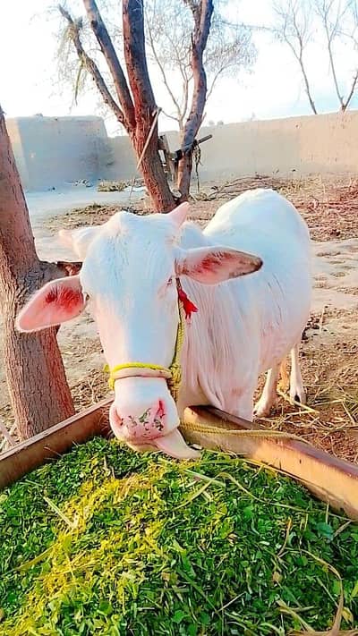 Healthy And Active Female full ghulabi 3mah ki pregnant  For Sale