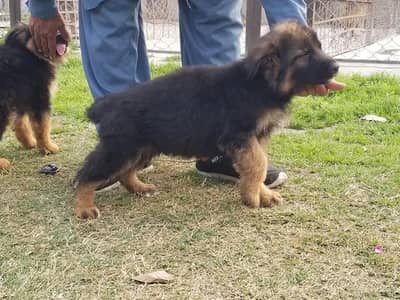 German shepherd puppy