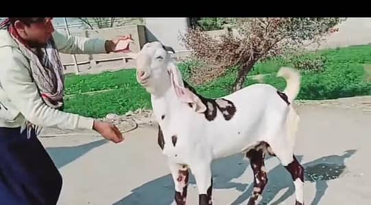 rajanpuri bakra urgent for sale
