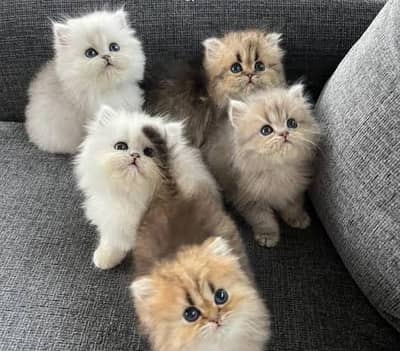 Persian kittens 03709331903