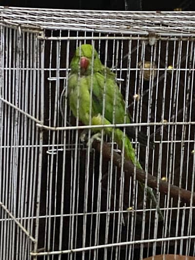 Pakistani parrot 