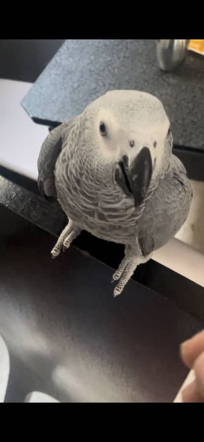 African grey parrot
