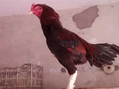 Aseel mianwali Rooster