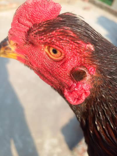 thai+pakoya change possible