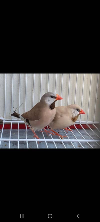 shaf tail  fawn pair