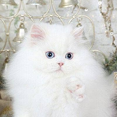 Persian cat 2 month age My WhatsApp number 03314189217 for sale