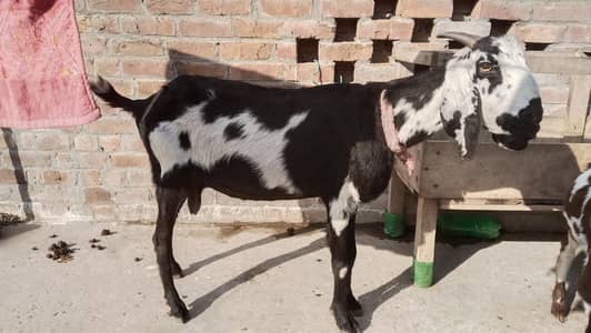 desi cross hy bakri 6 daant hy