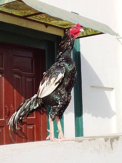 Aseel Lasani Breeder Murgha