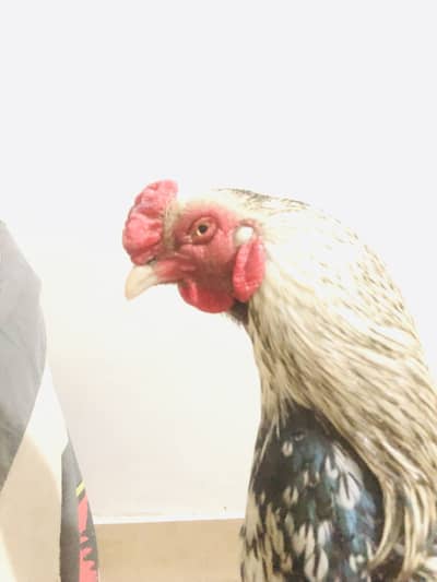 Pourani blood line miya wali jawa mozbout thoke we jouro me