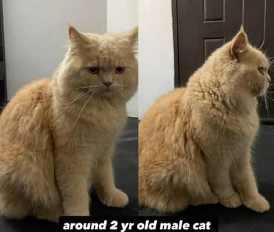 Triple Coated Persian Male cat, Fully vaccined and trained for Sale