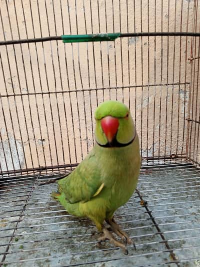 Confirm breeder Active & halthy more details on contact