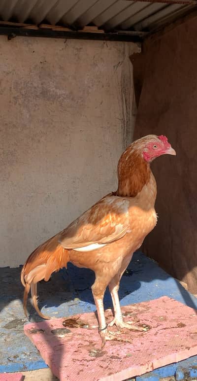 Peela aseel patha | Nayab Peela | Hen | For sale