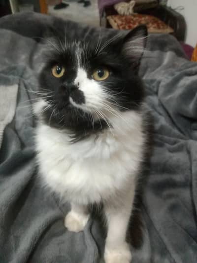 Kitten Persian 6 months black and snow white