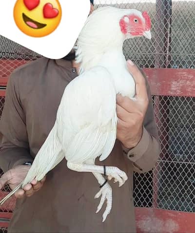 OLD BLOODLINE MIANWALI ASEEL HEERA ZERO SIZE WHATS NO 03168035881