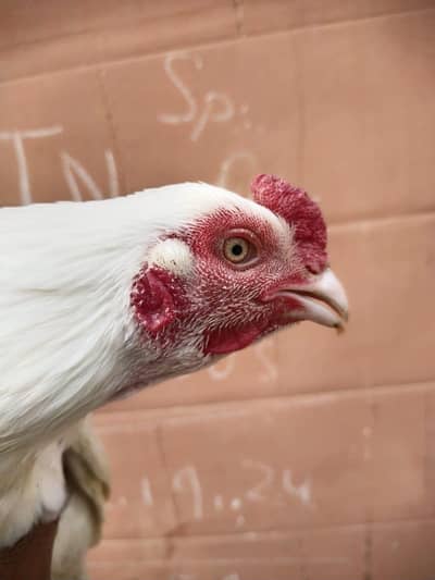 OLD BLOODLINE MIANWALI ASEEL HEERA ZERO SIZE WHATS NO 03168035881