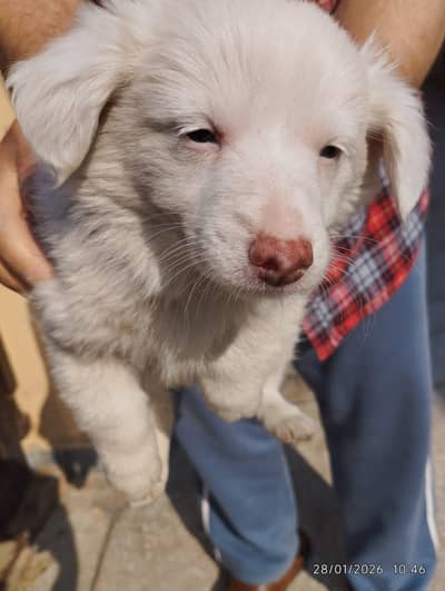 Russian Breed Puppies – 8 Weeks Old (Pure White Loang coat Pink Nose