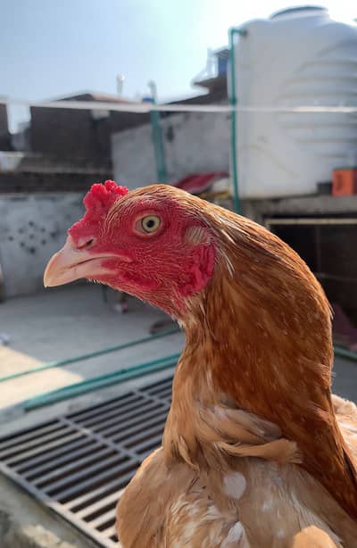 Peela Aseel | Aseel | Hen | Nayab | Peela