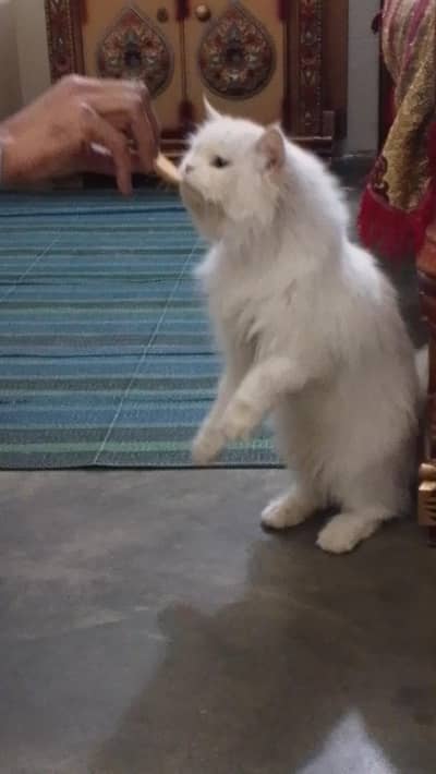 triple coat Persian cat urgent sale