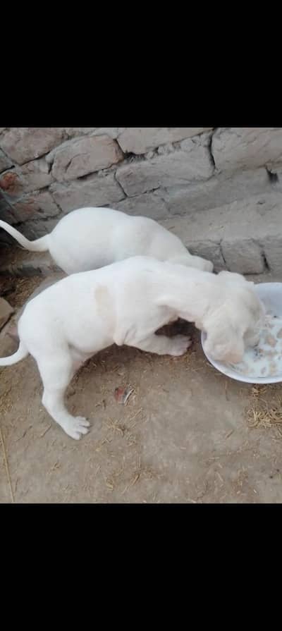 doge vary parver full