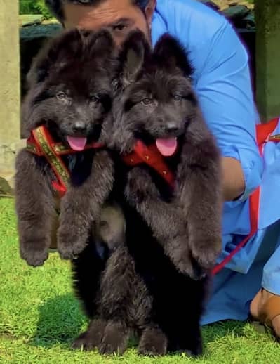 black shepherd puppies 03425655411