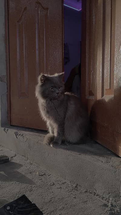 Misty: A title inspired by the potential breed