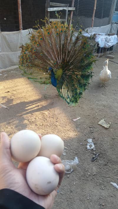 Peacocks Eggs | مور کے انڈے | Fresh and Fertile