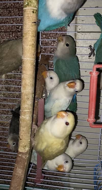 Sami tamed Albino LoveBird + Rossicolly LoveBird