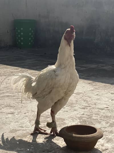 Hera aseel hy Waite jis bhai ko chahye Rabta kar ley