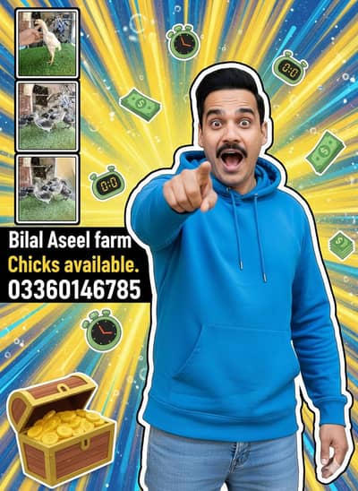 White shamo & blue dragon