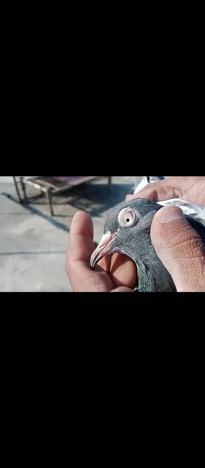 Royal Teddy kabootar