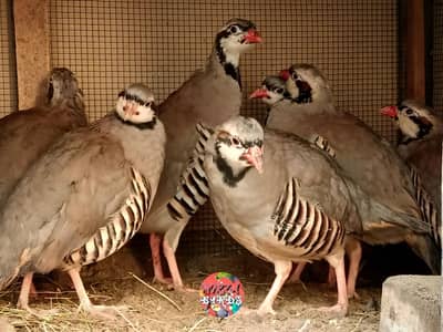 Chakur Bird For Sale
