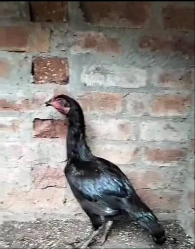 Thai Aseel Madi pingli