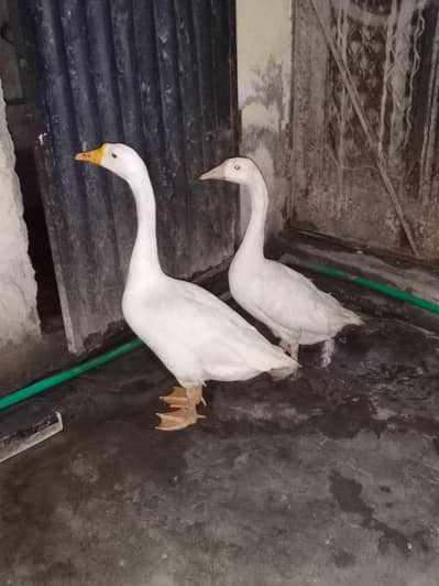 pair 6500ka 03164350590