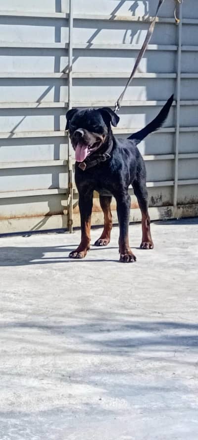 non ped rottweiler male available for stud