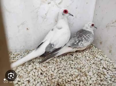 Dove Colony for Sale