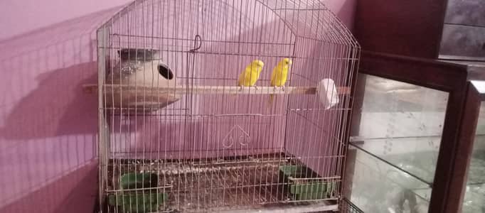 budgies pair with cage
