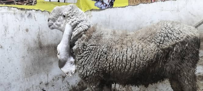 Ma Sha Allah Pure Kajla full Heavy Weight