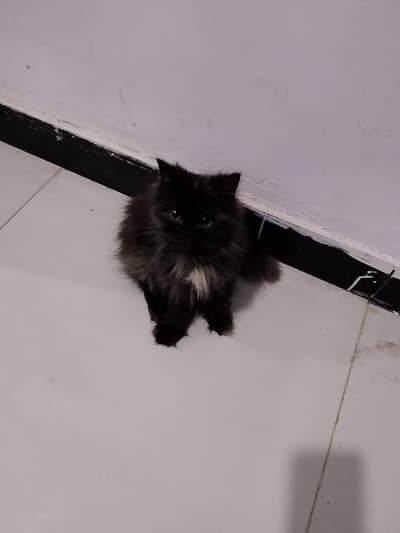 2 black Persian kitten