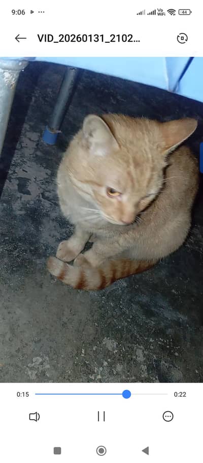 Golden variation cat for sale