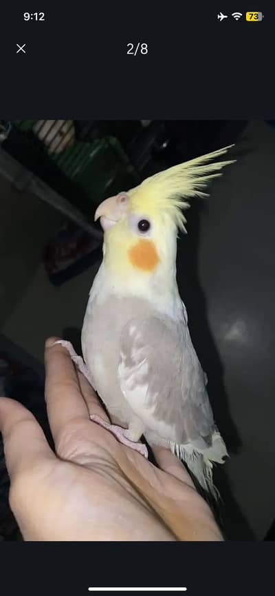 Full Hand Tamed Cocktails