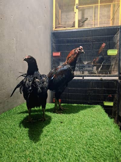 Thai dragoon Aseel Chicks Available age 2 months per chicks RS 4000