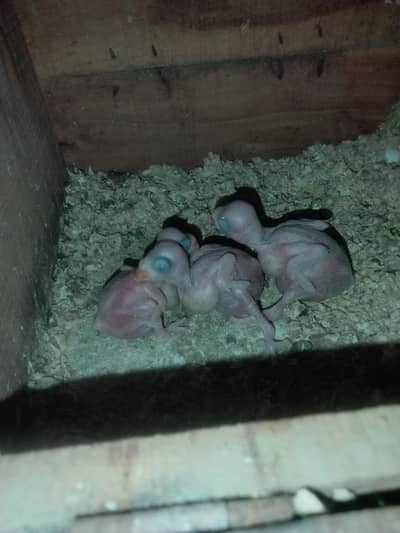cockatiel breeder  pair and some ringneck and cocktail  chicks