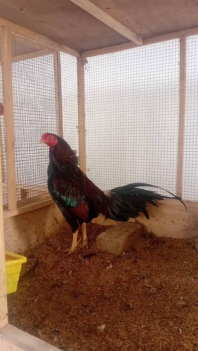 Aseel Reza | Aseel Amroha | Aseel Trio Set | Aseel Old bloodline |