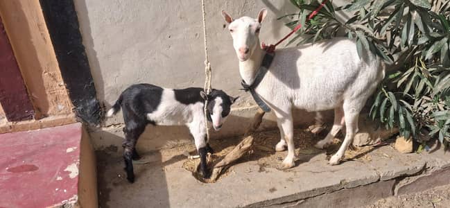 TD bakery with beutiful kid male for sale