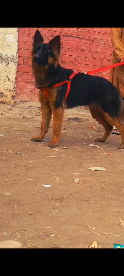 German Shepherd long kurta 7 mahine for sale
