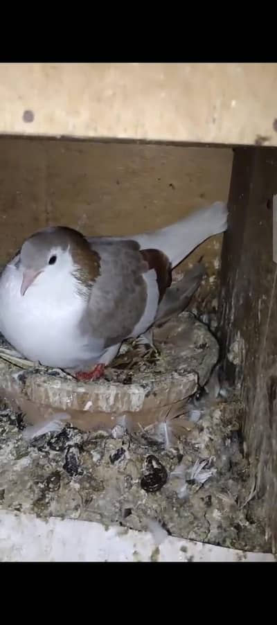 laalbun sherazi breder pair