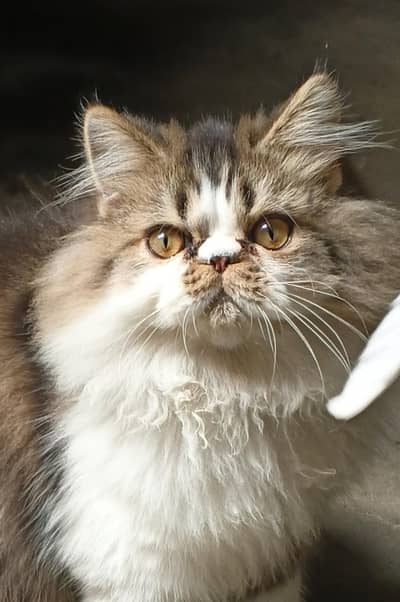 Peke Cfa Bloodline Bicolor Male Kitten